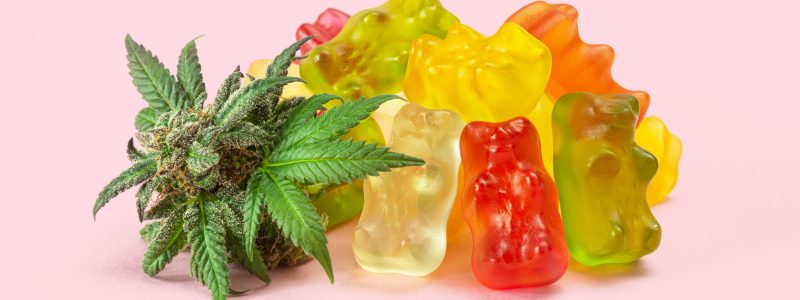 Gummy Bear Marijuana Edibles (CBD or THC Candies) with Cannabis Bud Isolated on Pink Background